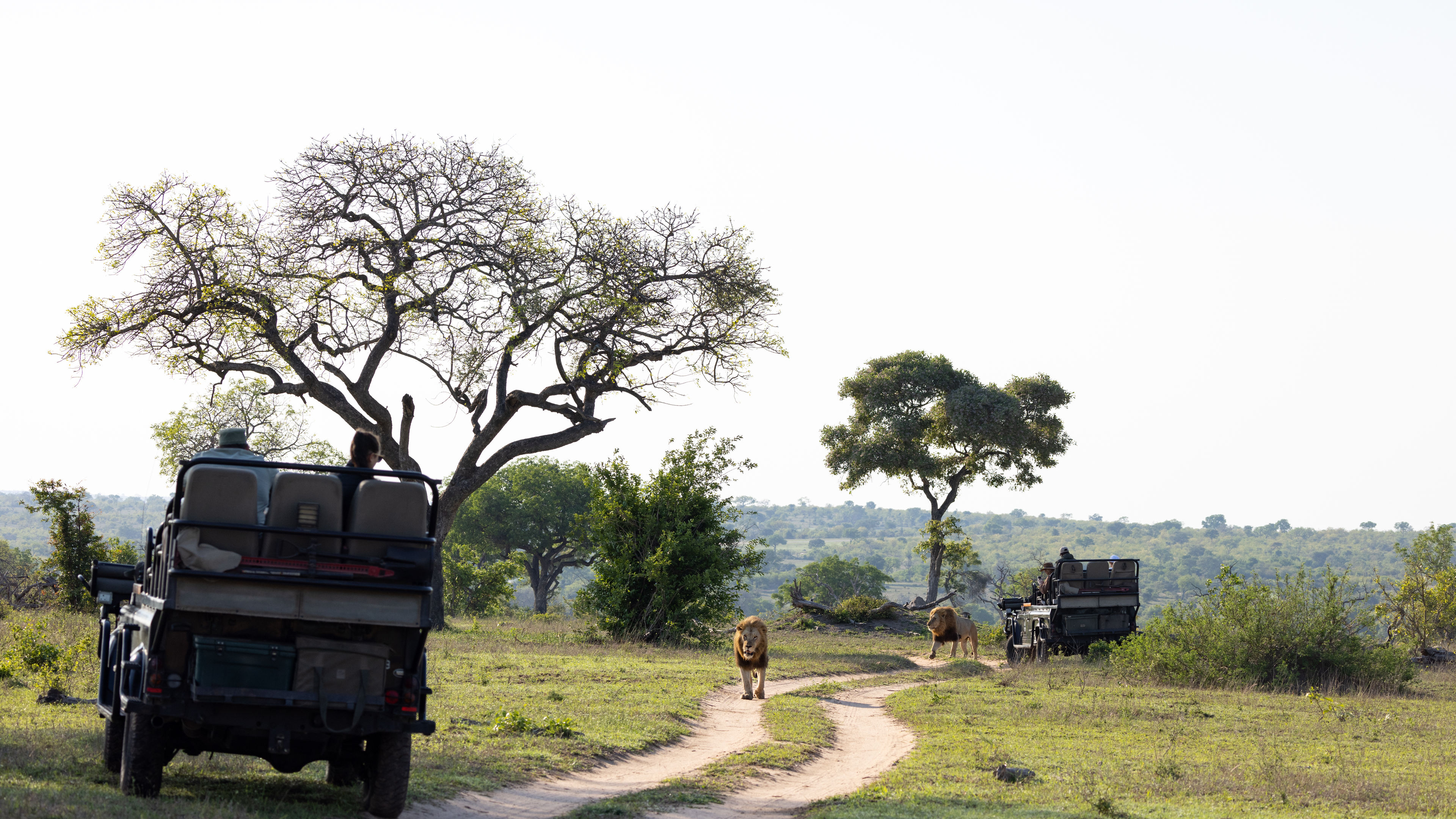 Safari adventure with lions 